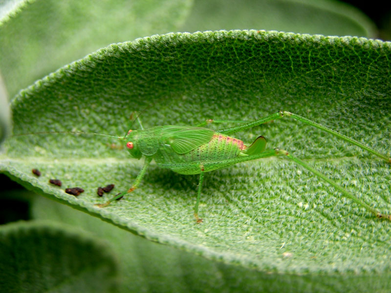 chi sono? Conocephalus discolor (Orthoptera, Conocephalidae)